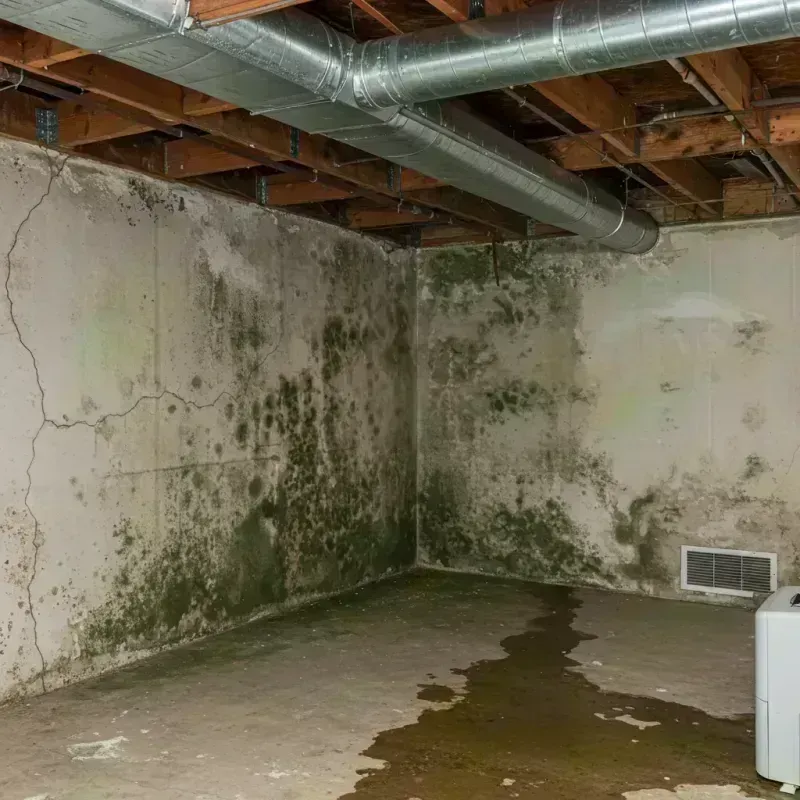 Professional Mold Removal in Dunbar, PA